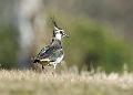 Vipe - Northern lapwing (Vanellus vanellus)